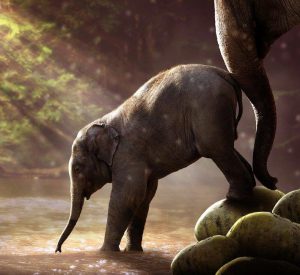 elephant-2380009_1280 Job Offer Supply Chain THE FORCE