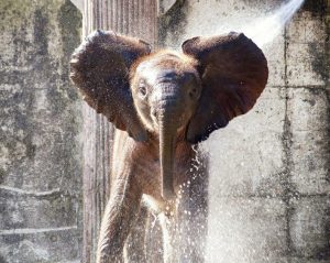 elephant-4474027_1920 Job Offer Supply Chain THE FORCE
