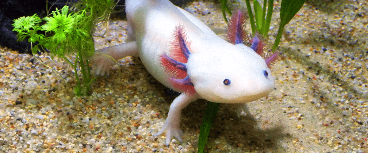 Axolotl 1200×500