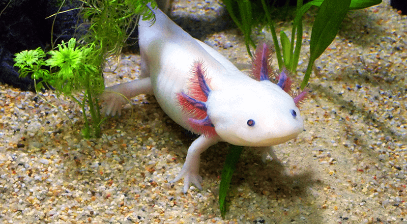 Axolotl 800×440