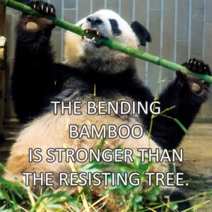 The bending bamboo is stronger than the resisting tree.