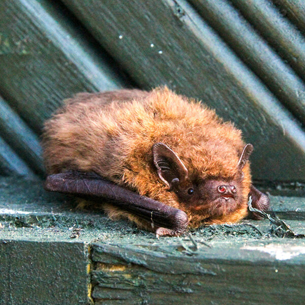 Curled-up bat.