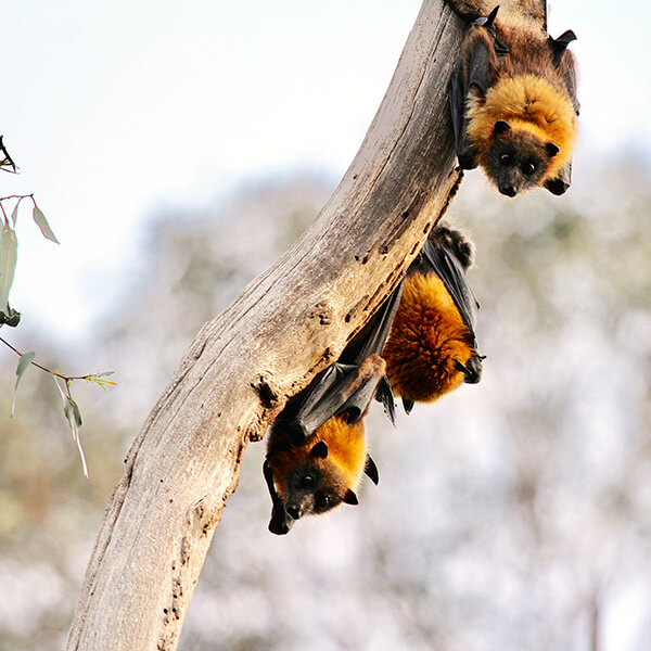 Three bats hanging on a branch