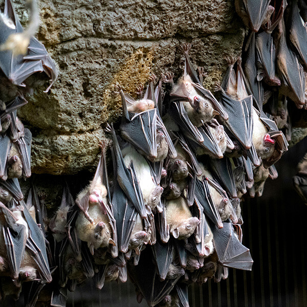 Large group of bats hanging upside down on a rock.