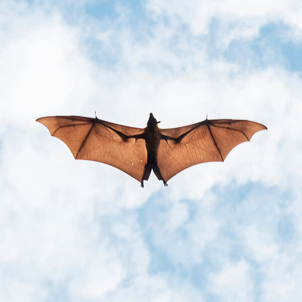 Bat photographed from below, gliding underneath a light but partly cloudy sky.