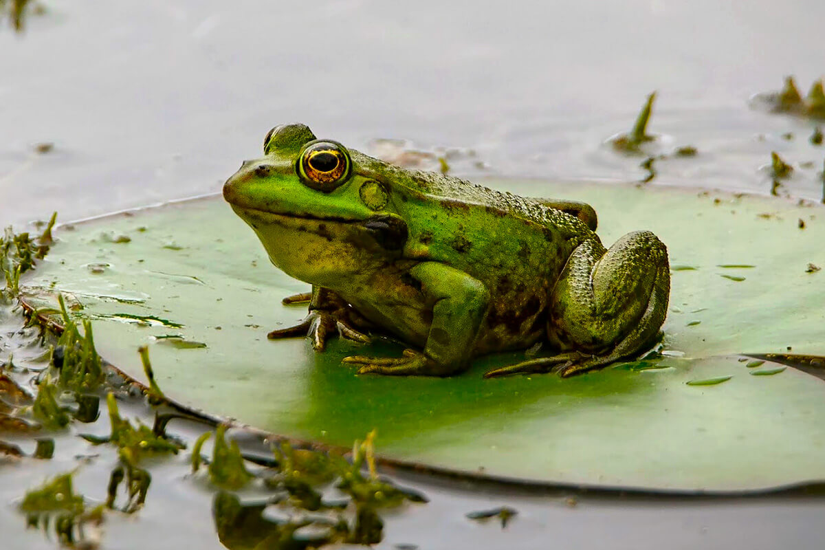 Frog sitting on a water lily leaf