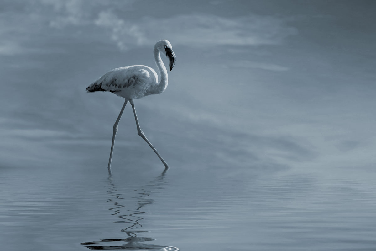 A flamingo walking in shallow water. The entire image is desaturated.