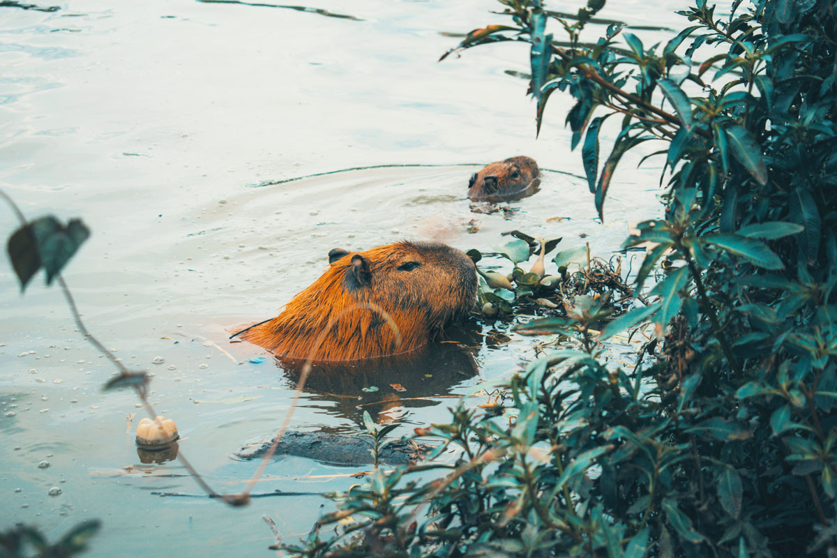A capybara swimming, only its head is sticking out of the water.