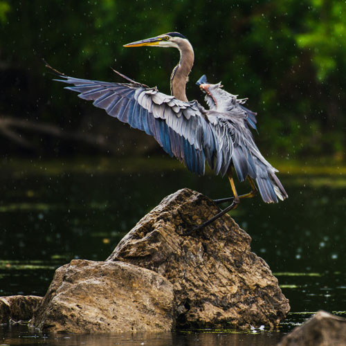 Close-up of a crane standing on a rock in a body of water. It has is wings slightly spread, almost giving the impression it's conducting.