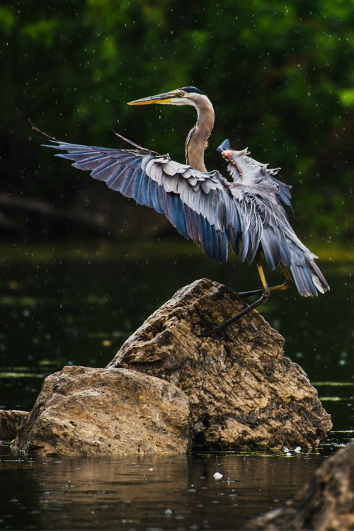 Close-up of a crane standing on a rock in a body of water. It has is wings slightly spread, almost giving the impression it's conducting.