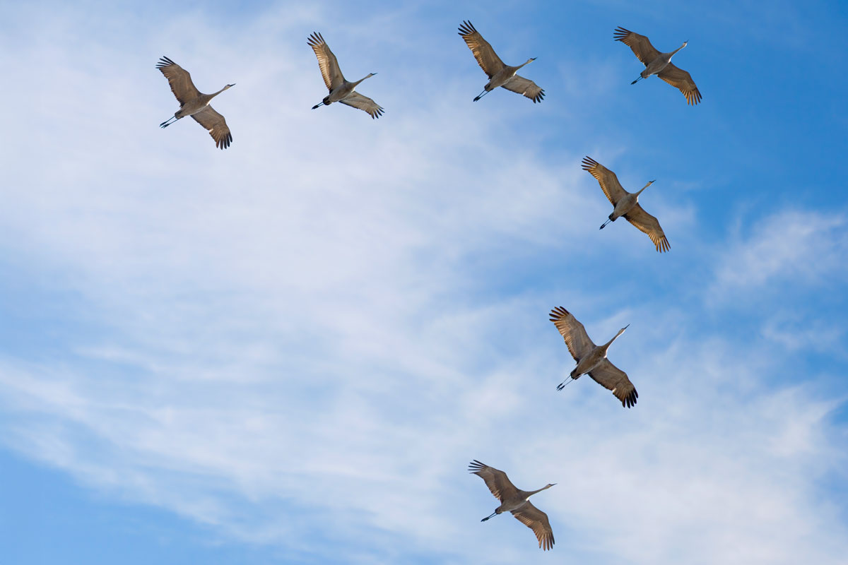View of a group of cranes flying in V-formation in the sky, seen from below.
