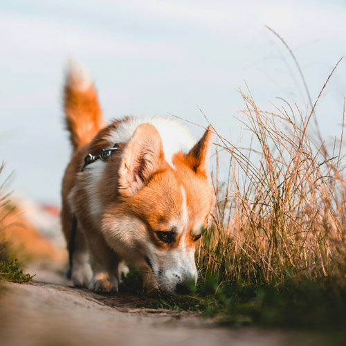 A corgi on a rural looking street, next to pretty high grass. It's sniffing on the ground.
