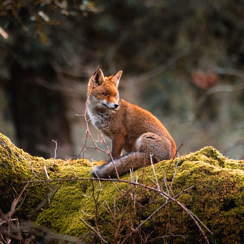 Fox sitting on a mossy ground in the forest.