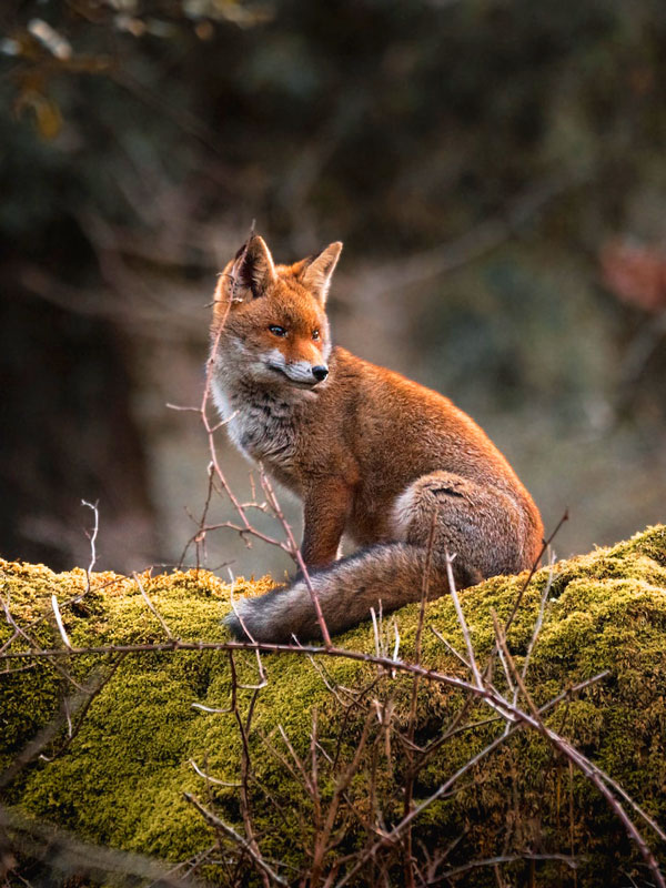Fox sitting on a mossy ground in the forest.